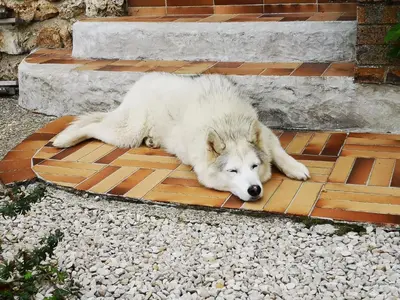 Animal ou animaux domestique(s) séjournant avec des clients dans l'établissement Le Temps d une Pause à Boursault