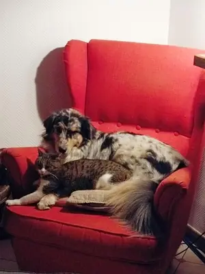 Animal ou animaux domestique(s) séjournant avec des clients dans l'établissement CHEZ CELINE en campagne