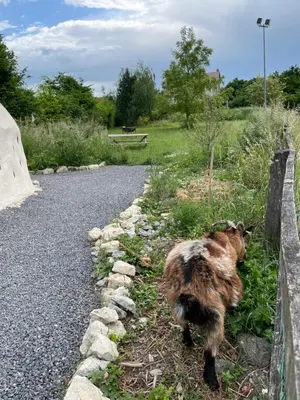 Animal ou animaux domestique(s) séjournant avec des clients dans l'établissement Aux sabots de vent