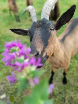 Animaux dans le séjour chez l'habitant ou à proximité