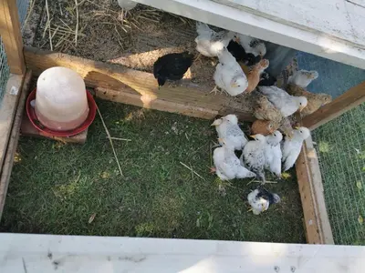 Animaux dans le B&B/chambre d'hôtes ou à proximité