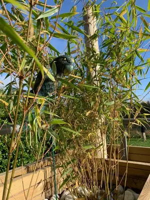 Jardin de l'établissement La bulle suspendue