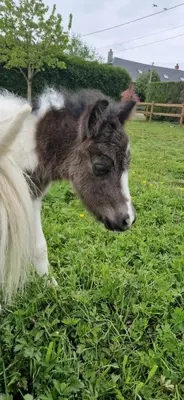 Animal ou animaux domestique(s) séjournant avec des clients dans l'établissement Gîte domaine de la galopade