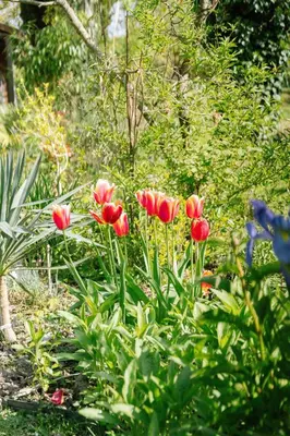 Jardin de l'établissement Les Glycines de Monchy- Chambres d'hôtes