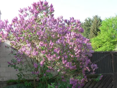 Jardin de l'établissement la Maison d'Arbouet