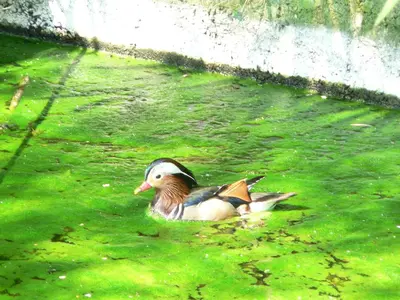 Animaux dans le B&B/chambre d'hôtes ou à proximité