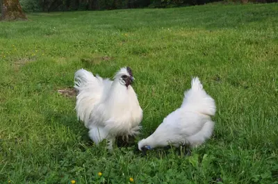 Animaux dans le B&B/chambre d'hôtes ou à proximité