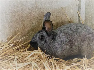 Animaux dans la maison de vacances ou à proximité