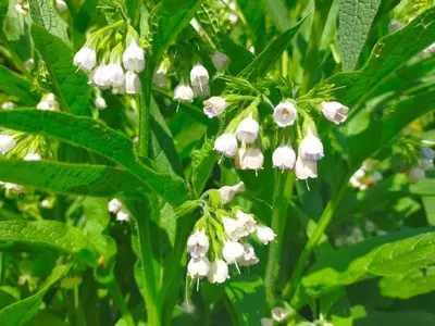Jardin de l'établissement Logis51