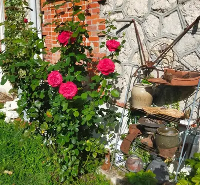 Jardin de l'établissement Logis51