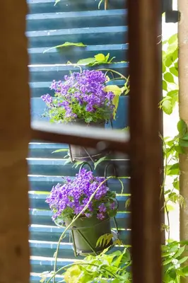 Jardin de l'établissement Suite Mana OHANA - Luxe et Authenticité à 2 pas de la Place Ducale avec Parking privé