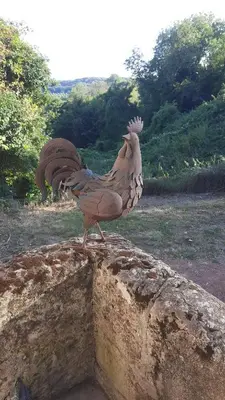Animaux dans la maison de vacances ou à proximité