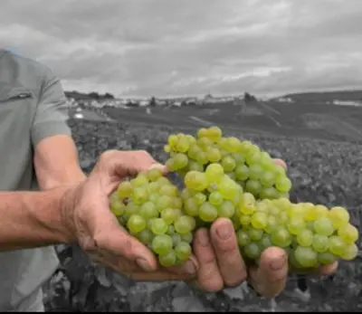 Clients de l'établissement Gîte en champagne Le Sarment