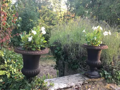 Jardin de l'établissement Maison cosy dans village historique