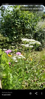 Jardin de l'établissement Gîte classé deux étoiles gite de France n 17 Signy-le-Petit